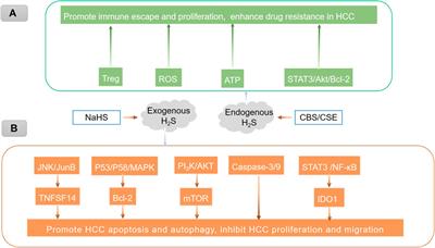 The double-edged role of hydrogen sulfide in the pathomechanism of multiple liver diseases